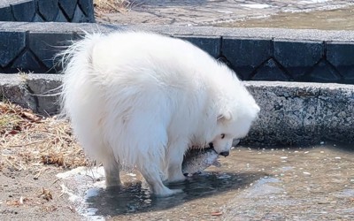 狩り