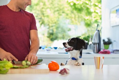 キッチン台の上を見る犬