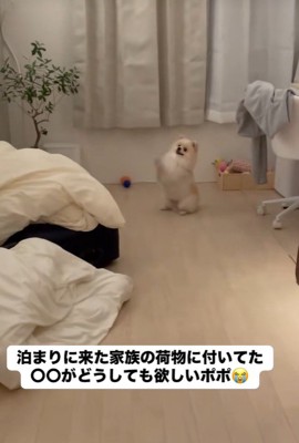 一生懸命お願いポーズ!