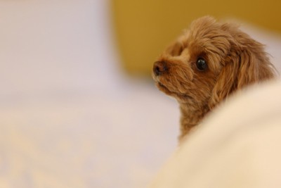 ベッドに寝そべる犬