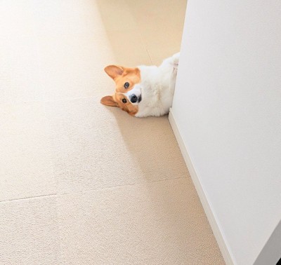 ひょっこり