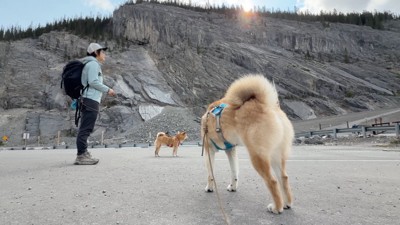 山の麓で待機する2頭の犬