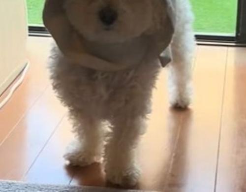 窓際で立ち尽くすとろろちゃん
