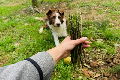 アスパラガスをチェックする犬
