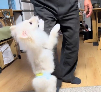 立ち上がって老年男性が持っているコップを見つめる犬