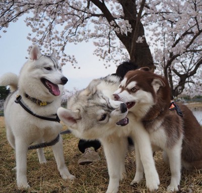 ワンプロ