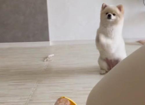 お参りみたいな攻略法！？
