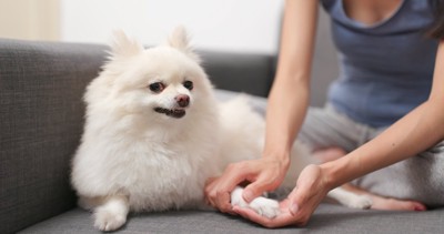 脚をチェックする飼い主
