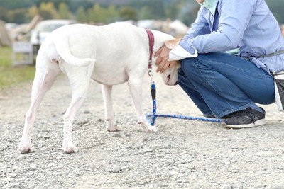 足元に頭を寄せる白い犬