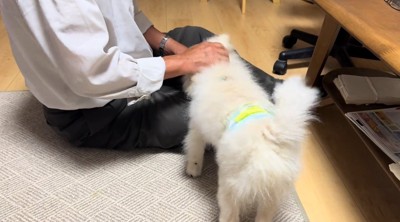 コップの水を飲む犬の背中を撫でる老年男性