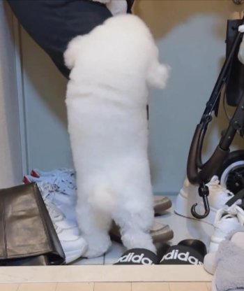 入っちゃ