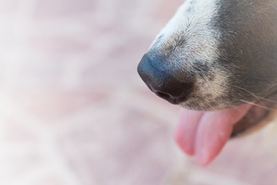 舌を出す犬の口元