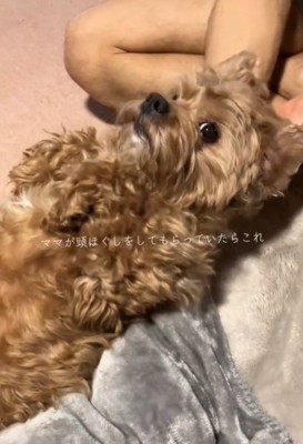 横を見る犬