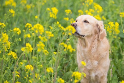 菜の花のにおいを嗅ぐゴールデンレトリバー