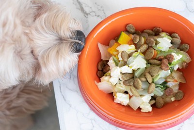 野菜のトッピングごはんのにおいを嗅ぐ犬