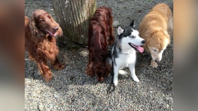 先輩犬たちが支えてくれるよ!