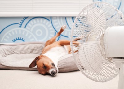 扇風機の風にあたる犬