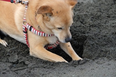 穴を掘る