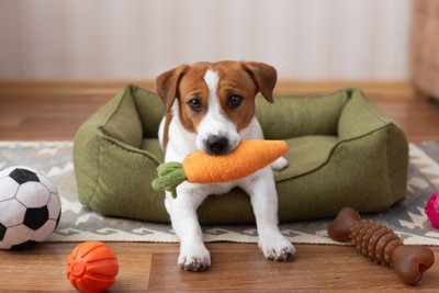 おもちゃでひとり遊びする犬
