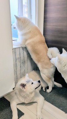 モフモフ