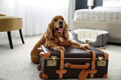 キャリーケースの上で伏せる犬