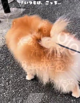 「お散歩はこっちのはず」