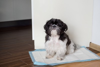 シートに座る白黒の犬