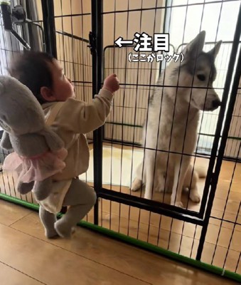 救出を試みる