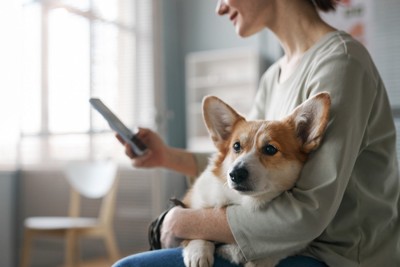 犬を抱きながら携帯電話で情報を集める飼い主