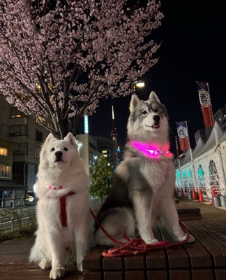 仲良し