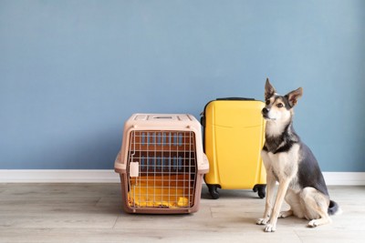 キャリーのそばに座っている犬