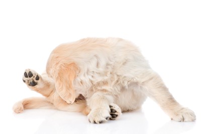 レトリバー子犬、白い背景