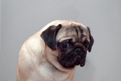 嫌そうな顔をしている犬