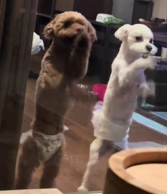 愛犬たちがカリカリを始めた！