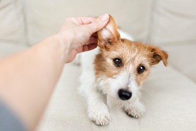 犬の耳を触ってチェックする飼い主の手
