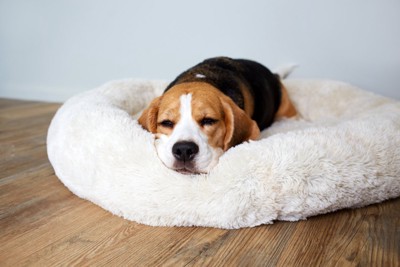眠そうにベッドで横になる犬