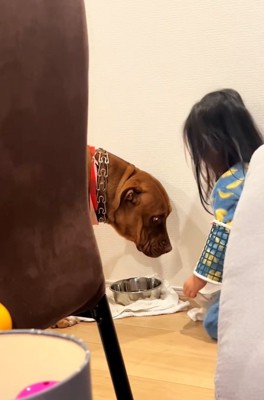 申し訳なさそうなわんこ