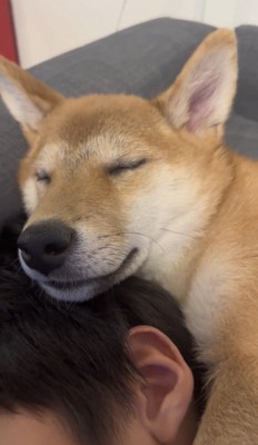 男の子の頭で眠る犬
