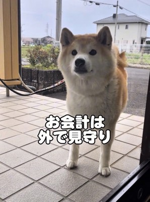 外で待つ犬