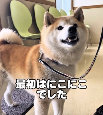 待合室にいる犬