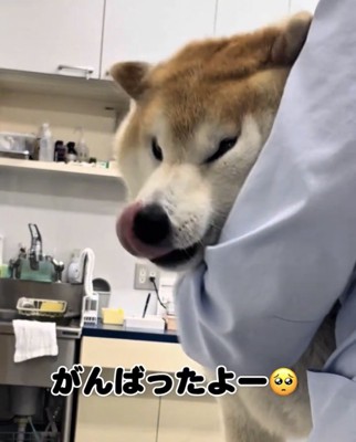 鼻を舐める犬