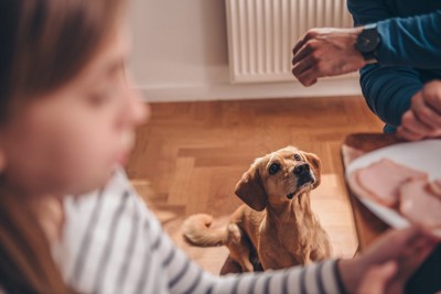 食べ物を待つ犬