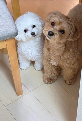 同時に首を傾げる2匹