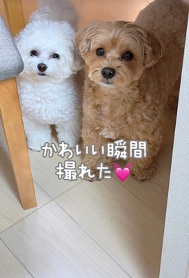 ちろちゃんも加わりました