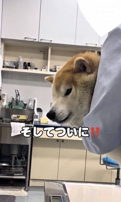 診察室で固まる犬