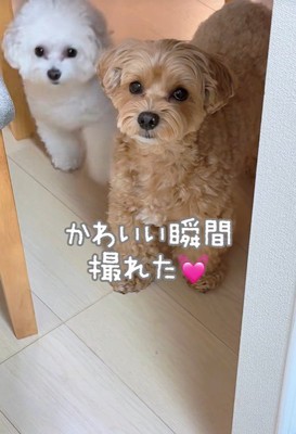 飼い主さんを見つめるまお君