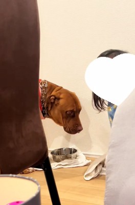 水を飲み終わったわんこ