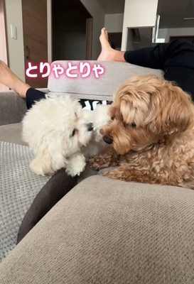 「構って～」とアピール