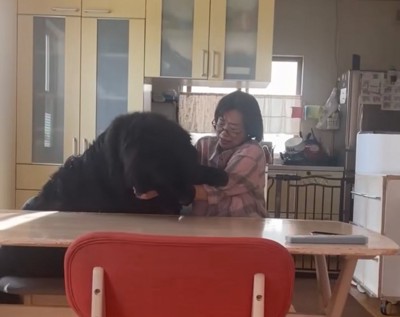 お母さんと真っ黒の超大型犬