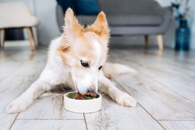 ご飯を食べる犬